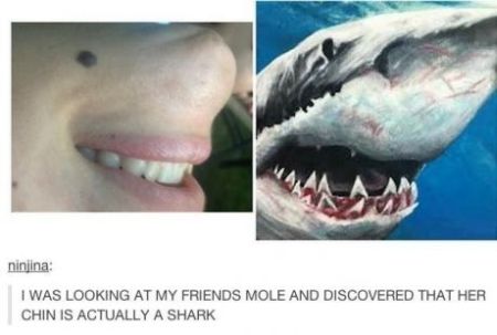 shark chin funny