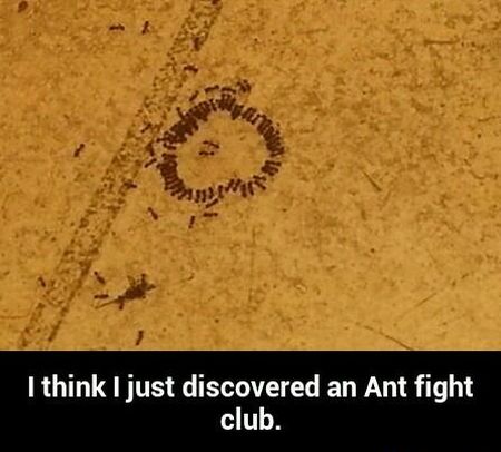 ant fight club