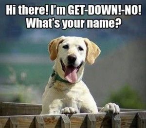 I’m get down no dog - funny meme at PMSLweb.com