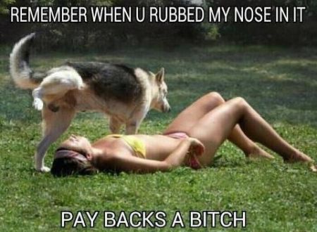 dog payback funny