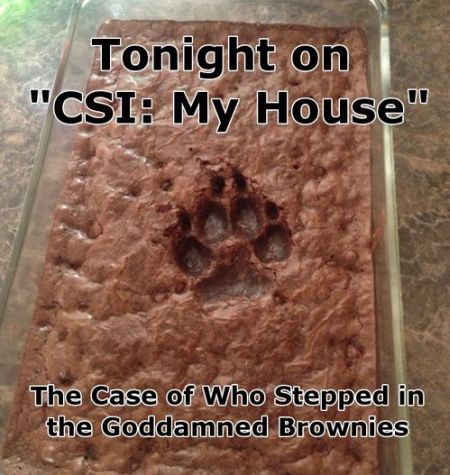 tonight on CSI my house