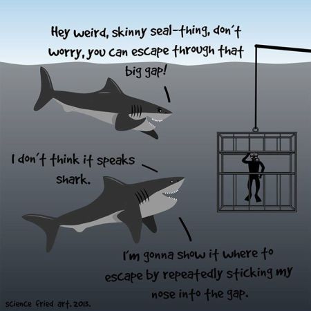 shark funny cartoon