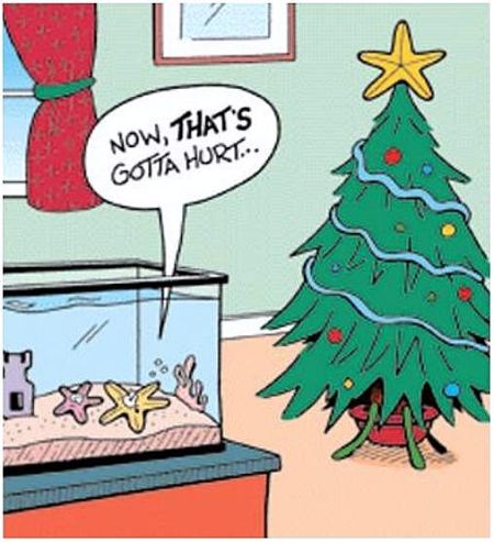 Starfish Christmas tree humor - Christmas funnies at PMSLweb.com