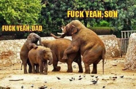 Father and son elephant humor at PMSLweb.com