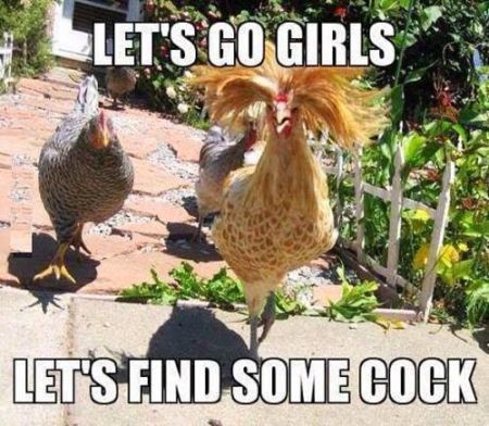 let’s go girls funny chicken