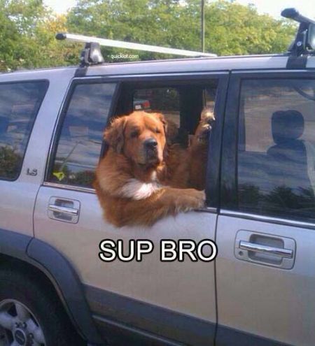 Sup bro dog meme - TGIF humor at PMSLweb.com