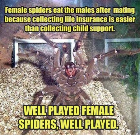 Well played female spiders well played – Humoristic Monday at PMSLweb.com