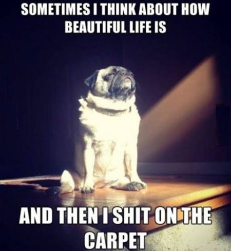I sh*t on the carpet dog meme – Silly Saturday at PMSLweb.com