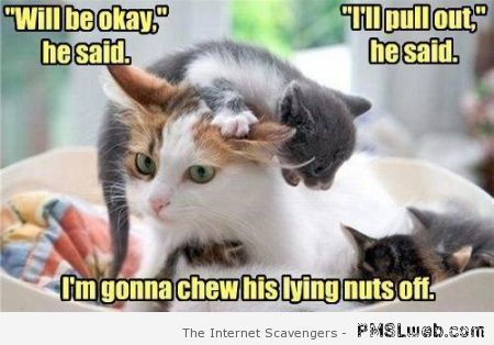 I’m gonna chew his nuts off cat meme at PMSLweb.com