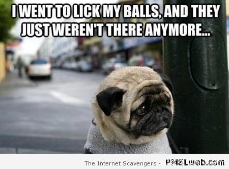 I went to lick my balls dog meme at PMSLweb.com