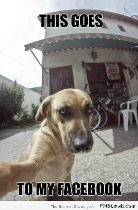 Dog selfie meme at PMSLweb.com
