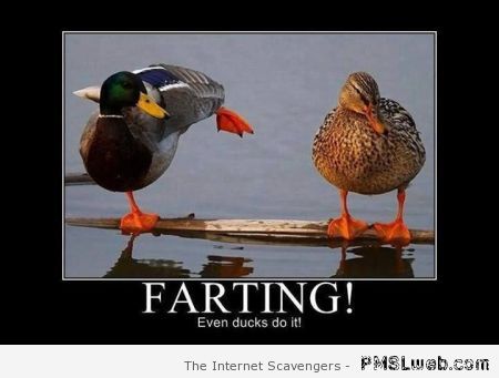 Farting even ducks do it – Tuesday humor at PMSLweb.com