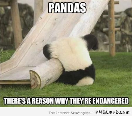 Pandas meme at PMSLweb.com