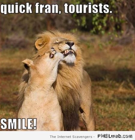 Smiling lions meme at PMSLweb.com