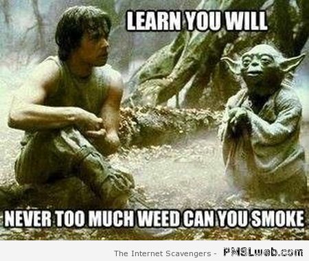 Yoda and weed meme – Tgif fun at PMSLweb.com