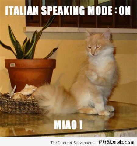 Cat Italian speaking mode on at PMSLweb.com