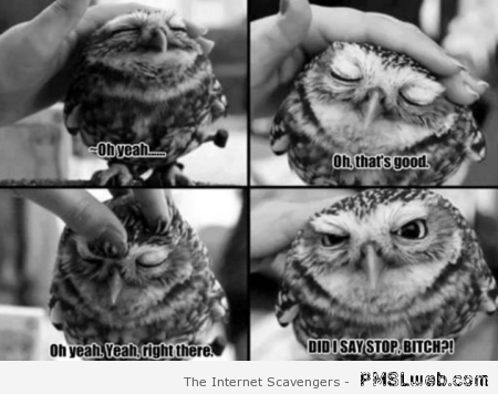 Owl humor - Lol pics at PMSLweb.com