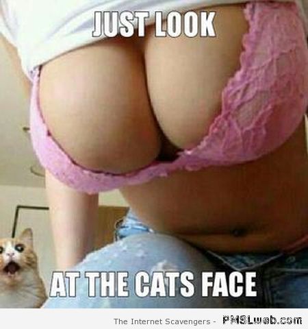 Just look at the cats face meme – Tgif fun at PMSLweb.com
