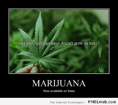 Marijuana now available on trees at PMSLweb.com 