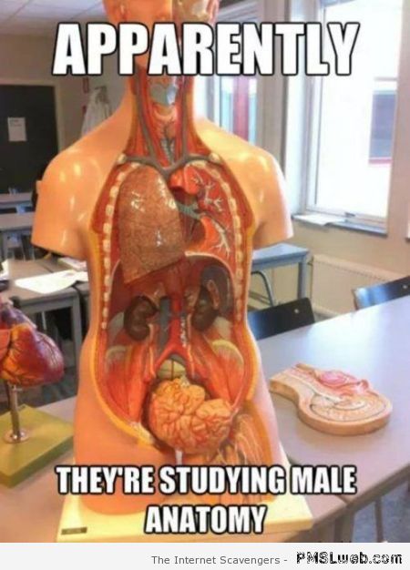 Studying male anatomy meme at PMSLweb.com