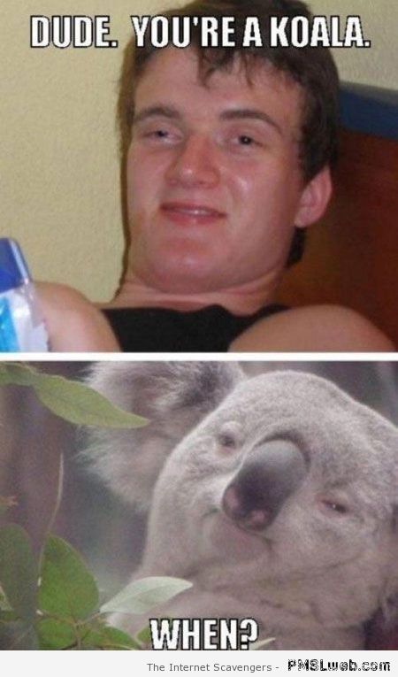 Dude you’re a koala meme – Crazy pictures at PMSLweb.com