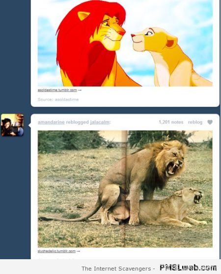 Funny Simba tumblr comment at PMSLweb.com