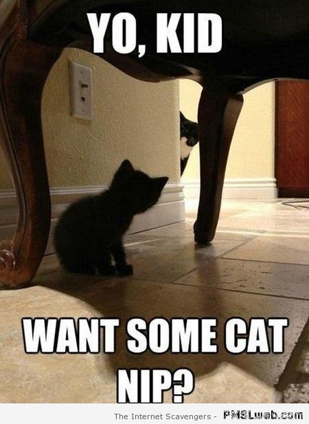 Catnip dealer cat meme at PMSLweb.com
