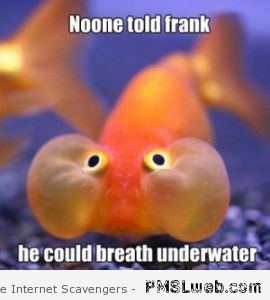 29-funny-fish-meme