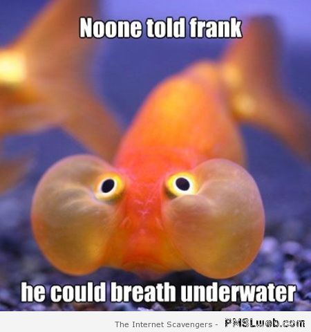 Funny fish meme at PMSLweb.com