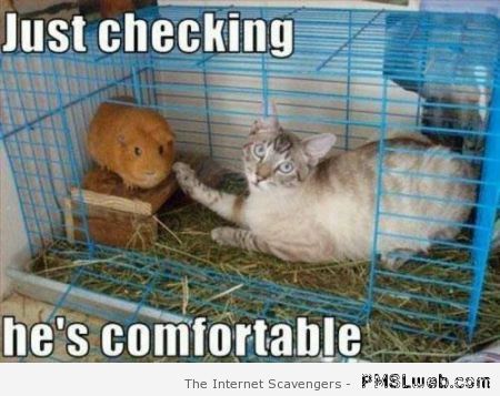 Cat and hamster meme - Lol pics at PMSLweb.com