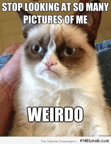 Grumpy cat weirdo meme at PMSLweb.com