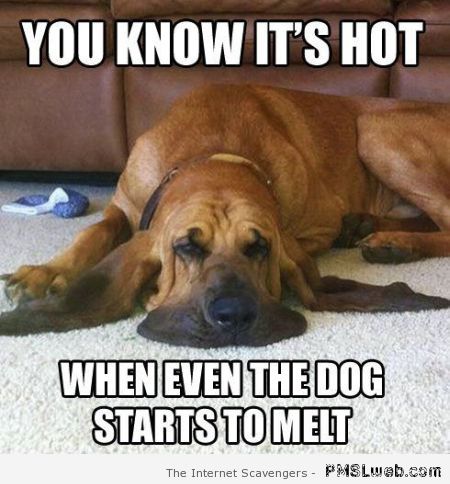 You know it’s hot dog meme at PMSLweb.com