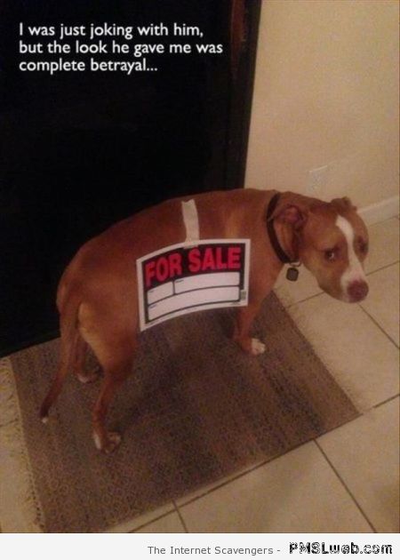 Dog for sale betrayal meme at PMSLweb.com