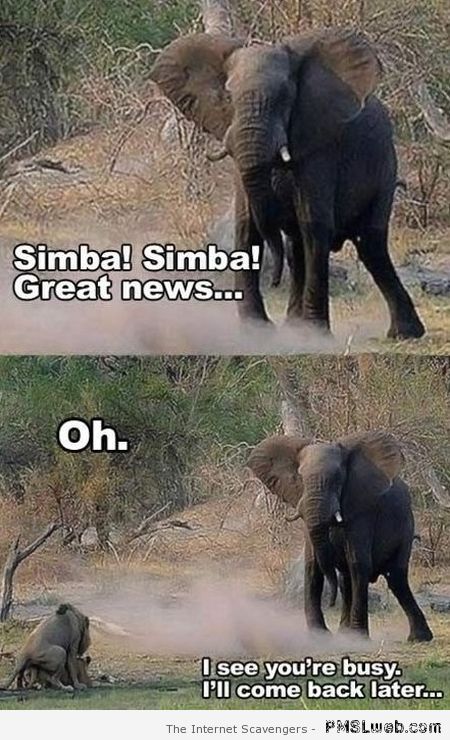 Simba and elephant bad timing meme at PMSLweb.com
