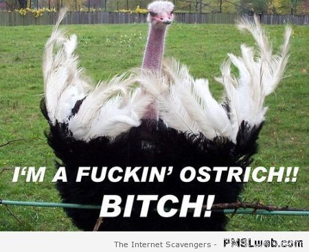 I’m a f*cking ostrich meme at PMSLweb.com