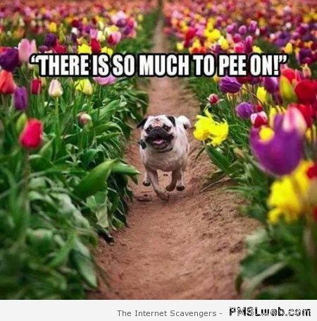 There is too much to pee on – Funny Thursday at PMSLweb.com