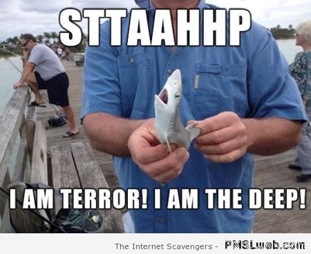 Funny little shark meme at PMSLweb.com