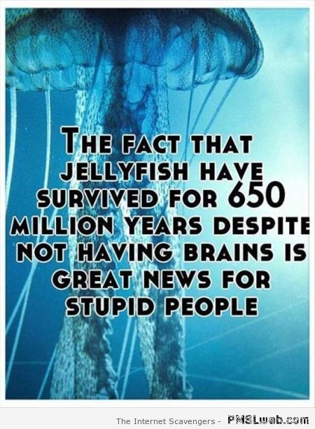 Jellyfish and stupid people at PMSLweb.com