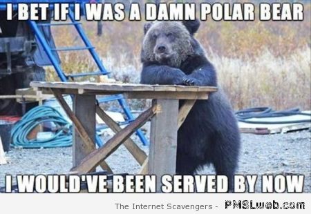 I bet if I was a damn polar bear at PMSLweb.com