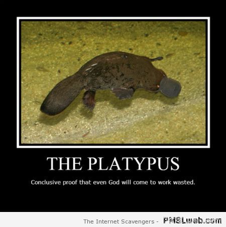 The platypus demotivational at PMSLweb.com