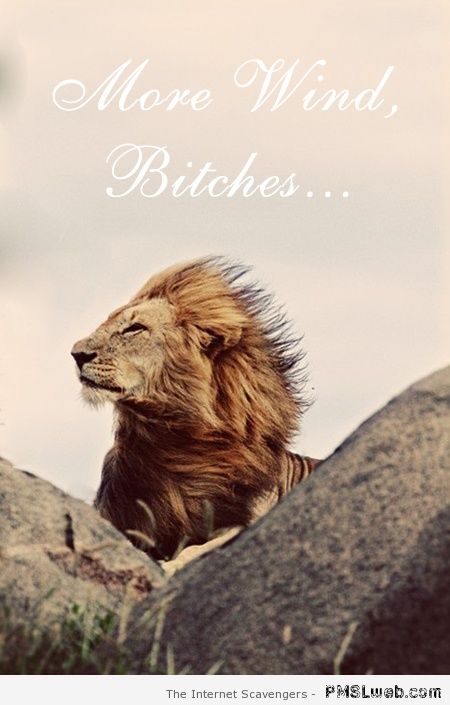 More wind lion meme at PMSLweb.com