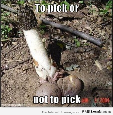 Mushroom meme – Funny picture collection at PMSLweb.com