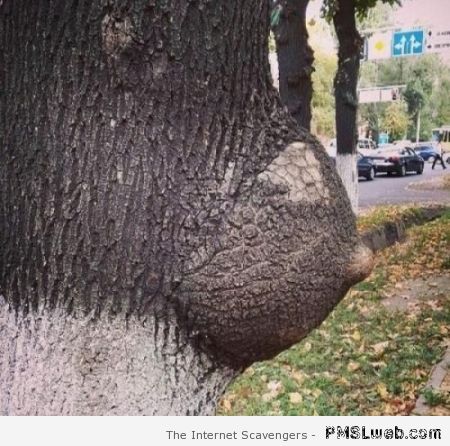 Tree boob at PMSLweb.com