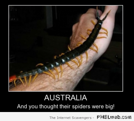 Australian centipede at PMSLweb.com
