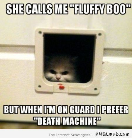 Fluffy boo cat meme at PMSLweb.com