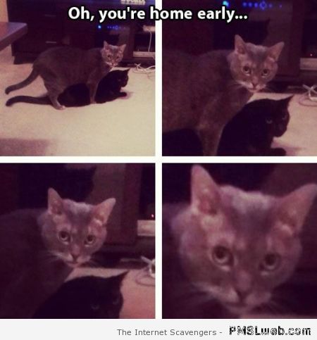 You’re home early cat meme at PMSLweb.com