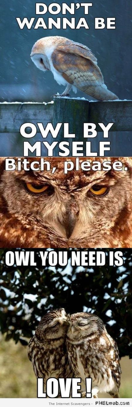 Owl meme – Crazy Sunday at PMSLweb.com