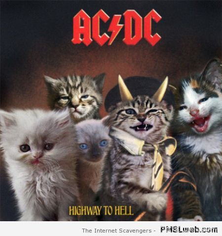 AC/DC cats at PMSLweb.com