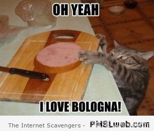 3-bologna-cat-meme