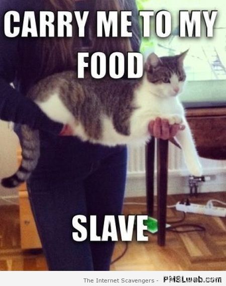 Carry me to my food slave cat meme at PMSLweb.com